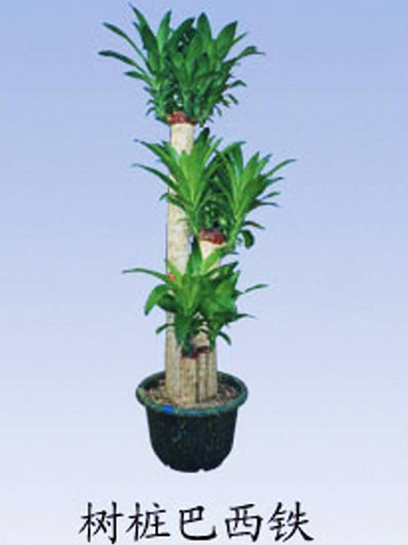 鄭州綠植租賃