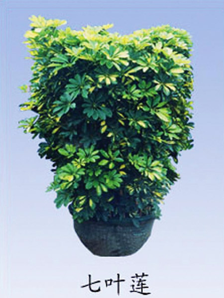 鄭州綠化養(yǎng)護(hù)